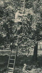 Kersenplukken 3b